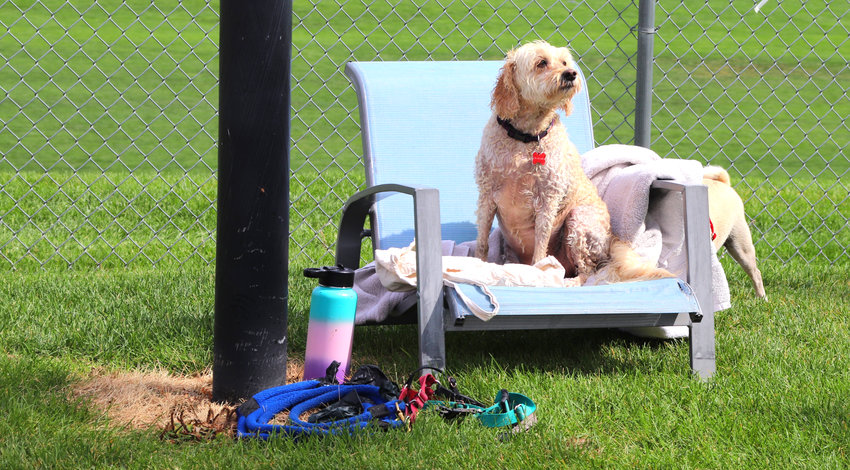 Maddy takes a break to dry off after playing in Thornton's City Pool Aug. 20.  Owner Alyssa Byrnes of Thornton brought her dog to the pool for Thornton's annual Paws for a Dip.
